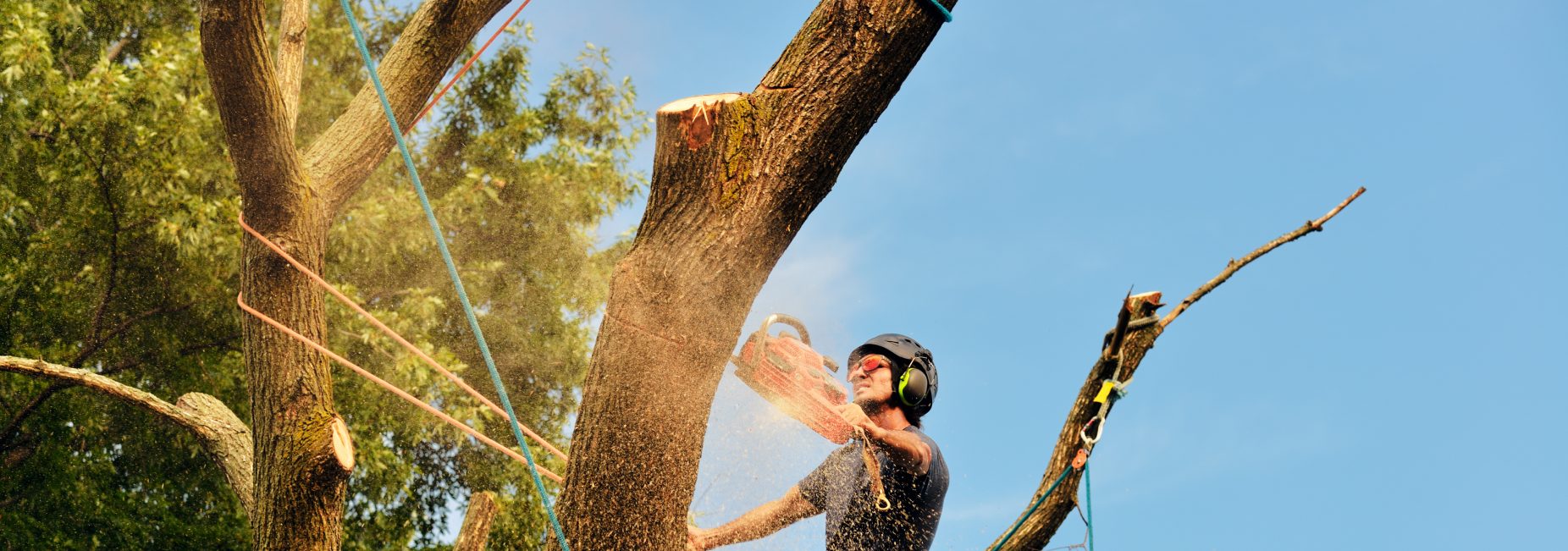 Arborist cutting tree action shot fort in collins co