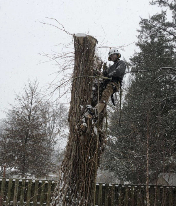 about tree company services Fort Collins CO