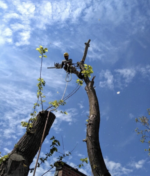 arborist trimming tree Fort Collins CO