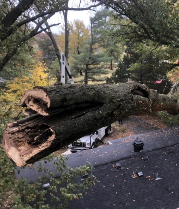 Tree Services Fort Collins, CO Free Estimates UpDown Arborist