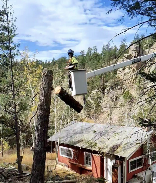 tree trimming in Fort Collins CO