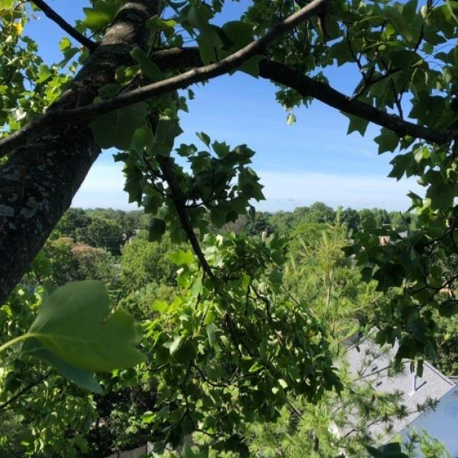 CLP view from top of a tree