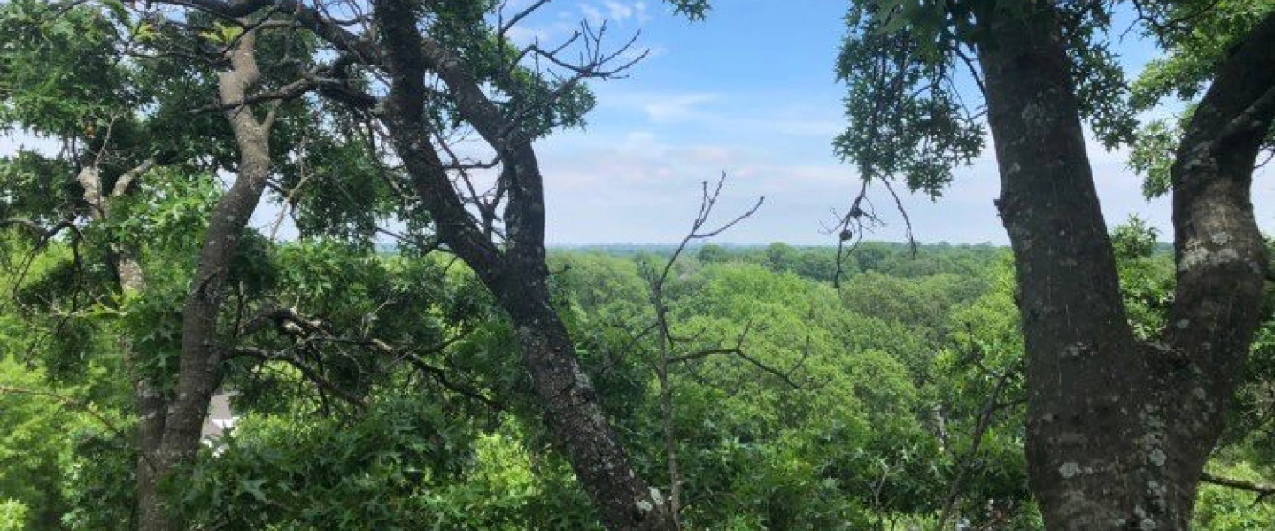 area covered with tall trees