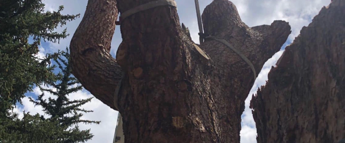 huge tree trunk being hauled