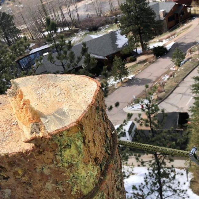 thin tree being chopped